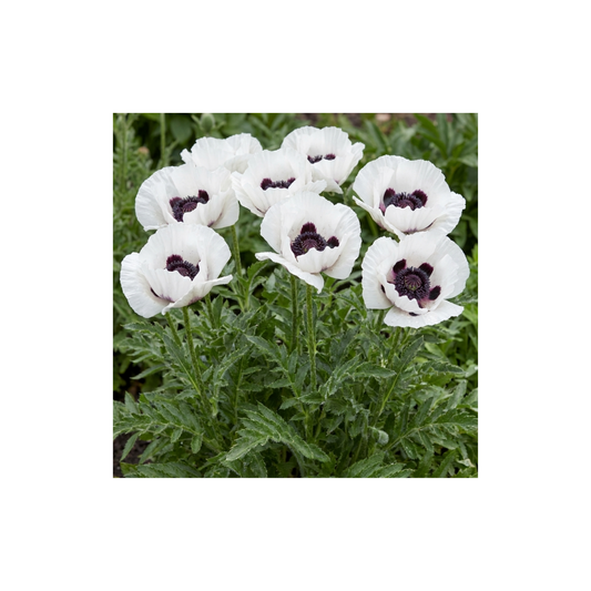 Papaver Orientale Royal Wedding Plants, Hardy White Oriental Poppy Perennial, Litre Root Ball