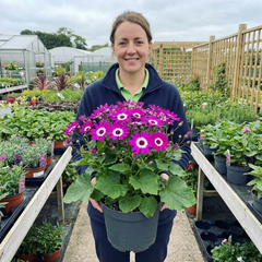 Senetti Magenta Bicolour Pericallis Plant, Outdoor Summer Flowering, 6.5 Litre Root-Ball
