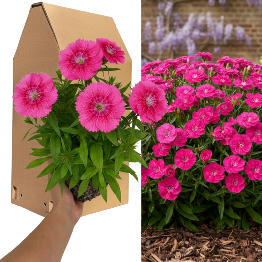 1 Large Plant - Dianthus Pink Celebration, Ready to Plant in Your Garden, 2L Pot