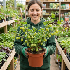 Gooseberry Invicta Bush, Hardy Self Fertile Fruit Plant, Easy Grow Disease Resistant, 2 Litre Root Ball