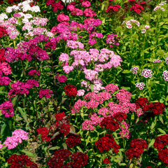 Dianthus Festival Growers selection