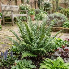 Braun's Holly Fern Polystichum Braunii Plants, Hardy Evergreen Perennial, 1Ltr Root-Ball