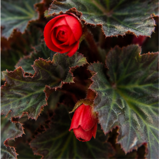 1 Large Plant - Begonia Non Stop Mocca Scarlet, Outdoor Garden Ready, 5L Pot