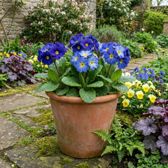 Primrose Chameleon Blue Hardy Perennial Plants, Colour Changing Spring Flowers, Outdoor Garden Ready, 1 Litre Root-Ball