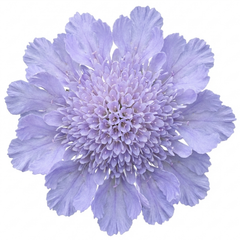 Scabious Butterfly Blue Hardy Perennial Plant, Bee Friendly Pincushion Flower, 2L Root Ball