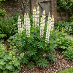 1 Lupin Legendary White Shades Perennial Plant, Outdoor Garden Ready, 3 Litre Root Ball