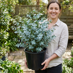 1 Eucalyptus Gunnii France Blue Tree, Hardy Evergreen Outdoor Garden Plant, 7.5 Litre Root-Ball