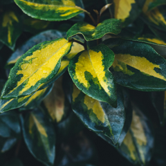 Elaeagnus Ebbingei Maryline | 3L Pot