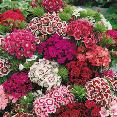 Dianthus Festival Growers selection