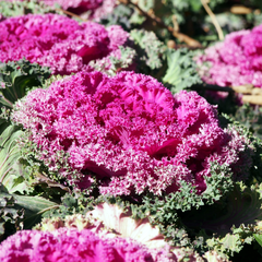 Ornamental Cabbage Rose | 3 or 6 1L Pots