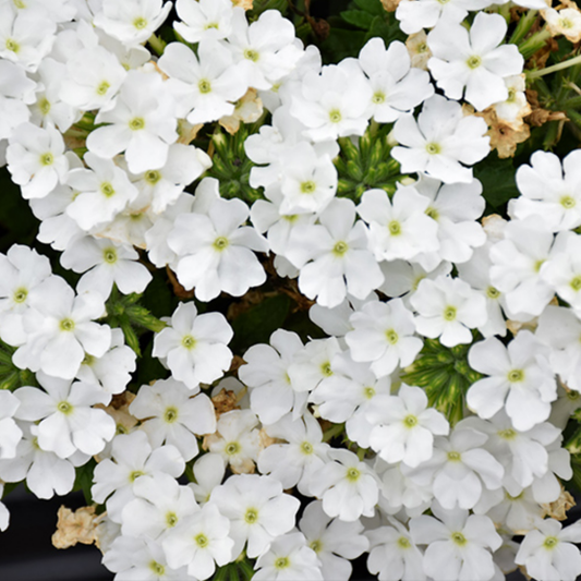3 Large Plants - Verbena Lanai Up White, Ready to Plant in Your Garden