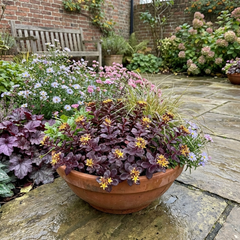 Set of 3 or 6 Sedum Oracle Hardy Perennial Stonecrop Plants, Low Maintenance, Bee Friendly, Drought Tolerant Ground Cover, Outdoor Garden Ready, 11cm Root-Ball