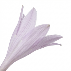Paul's Glory Plantain Lily, Ready to Plant in Your Garden
