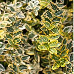 Euonymus Emerald Gold | 3 or 6 1L Pots