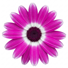 Senetti Magenta Bicolour Pericallis Plant, Vibrant Summer Bedding Flowers, 17cm Root-Ball