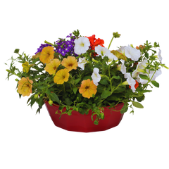 7 Colour Coordinated Plants - Tangerine Twist Theme Speedplanter, Garden Ready