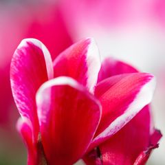 Cyclamen Bicolour Rouge Flame | 3 or 6 1L Pots