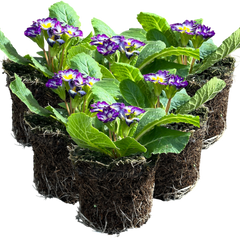 Primrose Blue Bicolour | 3 or 6 1L Pots
