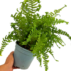 Scaly Male Fern Dryoteris The King | 2L Pot