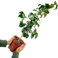 Camellia White | 3L Pot