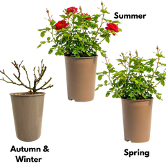 Rose Bush Red | 3L Pot