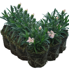 Carnation White | 3 or 6 1L Pots