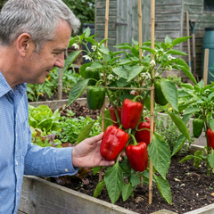 Sweet Pepper Plants - Red King Variety, Ready to Plant in Your Garden