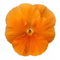 Pansy Delta Pro Clear Orange Flower Plants, Outdoor Garden Ready, Spring & Autumn, 3Ltr Root-Ball