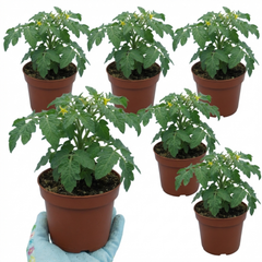 Set of 3 or 6 Large Plants - Tomato Veranda Red Variety, Ready to Plant in Your Garden
