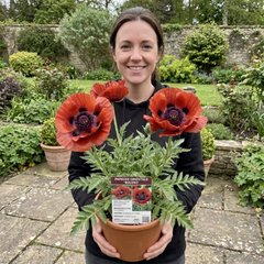 1 Oriental Papaver Bolero Perennial Poppy Plant, Summer Flowering, Garden Ready, 3 Litre Root Ball