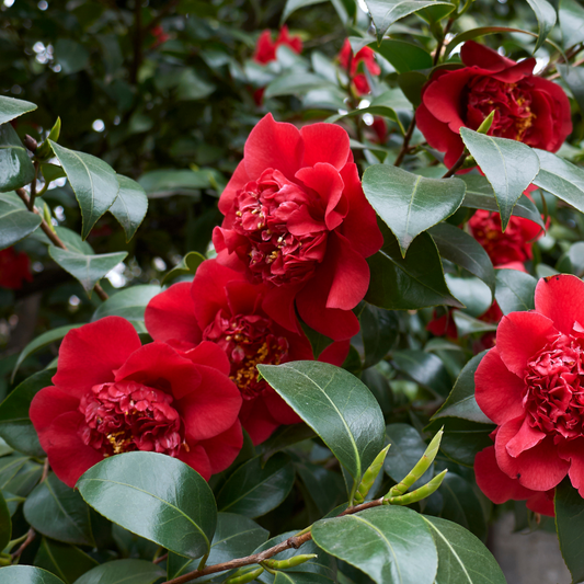 Camellia Red | 3L Pot