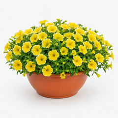 1 Petunia Bees Knees Flowering Plant, Outdoor Garden Ready, Summer Patio Bedding, 21cm Root Ball
