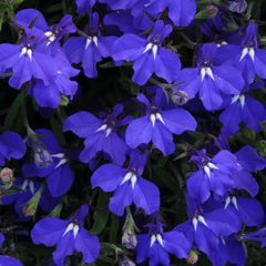Lobelia Springs Dark Blue | 3 or 6 1L Pots