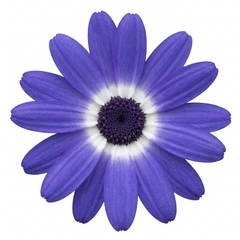 Senetti Lavender Flowering Plant, Hardy Summer Bedding, Outdoor Garden Ready, 17cm Root-Ball