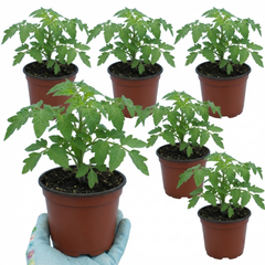 Set of 3 or 6 Large Plants - Tomato Lemon Sherbet, Ready to Plant in Your Garden, 10.5 cm