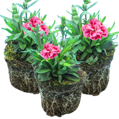 Set of 3 or 6 Large Plants - Dianthus Oscar Pink Purple, Outdoor Garden Ready
