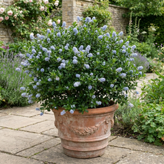 Ceanothus Cool Blue Plant, Hardy Blue Flowering Evergreen Shrub, California Lilac, Litre Root Ball