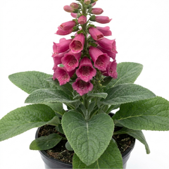 1 Digitalis Hanabee Deep Rose Foxglove Plant, Bee Friendly Hardy Perennial, 2 Litre Root Ball