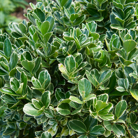 Euonymus Microphyllus Aureovariegatus | 2L Pot