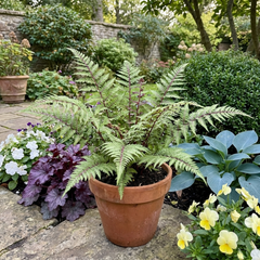 Lady Fern Athyrium Lady in Red Hardy Perennial Plants, Shade Garden Ready, Outdoor Fern, 11cm or 1L Root Ball