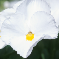 Upright Pansy Delta Pro Clear White | 3 or 6 1L Pots