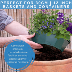 7 Colour Coordinated Plants - Sea Blues Theme Speedplanter, Garden Ready