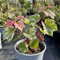 Grape Vitis Supernova Pink Plant, Outdoor Hardy Grape Vine for Garden, 3 Litre Root-Ball