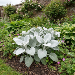 Senecio Angel Wings Plant, Hardy Silver Foliage Perennial, Outdoor Garden Ready, 2L Root-Ball