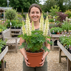 1 Large Plant - Lupin West Country Polar Princess, Outdoor Garden Ready, 3L Pot