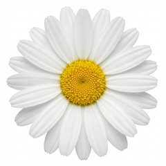 Set of 3 or 6 Rhodanthemum ‘Casablanca’ Hardy Perennial Moroccan Daisy Plants, White Flowering, Outdoor Garden Ready, 1 Litre Root-Ball