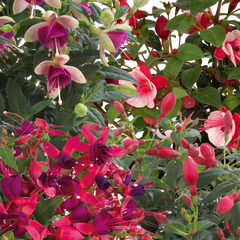 Fuchsia Diva Random Colour Mix | 3 or 6 1L Pots