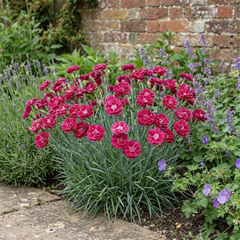 1 Cottage Pink Dianthus Sugar Raspberry, Hardy Summer Flowering Perennial, Garden Ready, 5L Root Ball