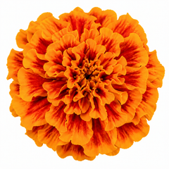 1 Large Plant - Marigold Durango Tangerine, Outdoor Garden Ready, 2L Pot