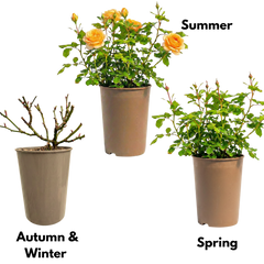 Rose Bush Yellow | 3L Pot